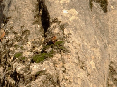 IMG 5189Crop