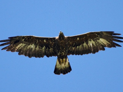 IMG 7203Crop