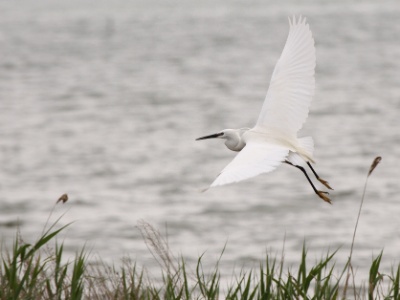 IMG 5782Crop