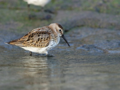 JA8A5680  FRA: Bécasseau variable (Calidris alpina) GRB: Dunlin DEU: Alpenstrandläufer ESP: Calidris alpina ITA: Calidris alpina RUS: Чернозобик CHN:黑腹滨鹬