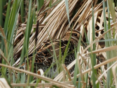 IMG 4431Crop