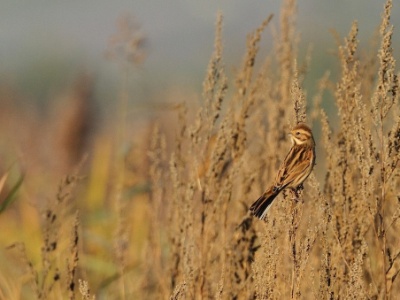 IMG 4071Crop