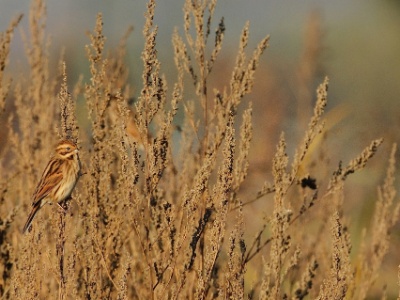 IMG 4101Crop