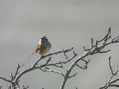 IMG 3676Crop