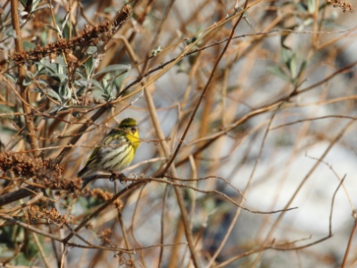 BruantJaune