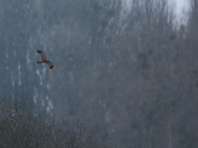 U09A2411C  FR: Busard des roseaux (Male)  UK: Marsh Harrier DE: Rohrweihe