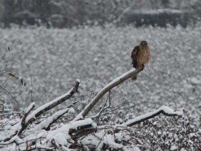 IMG 0568Crop