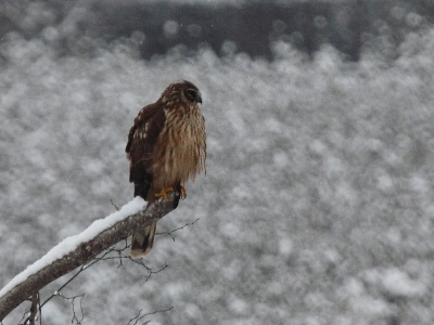 IMG 0570Crop