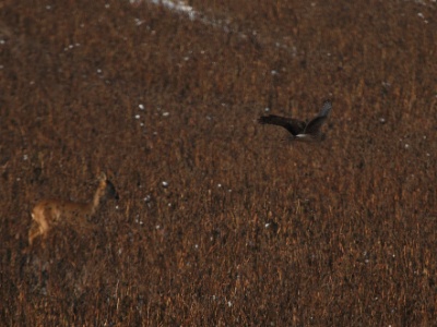 IMG 0661Crop