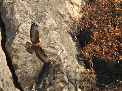 IMG 7430Crop