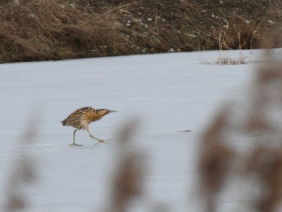 IMG 1307 2Crop