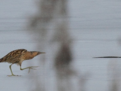 IMG 1309 2Crop