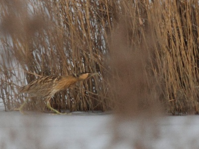 IMG 1311 2Crop