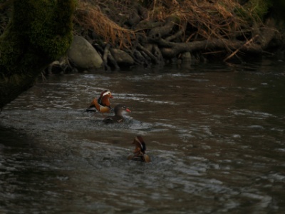 CanardMandarin