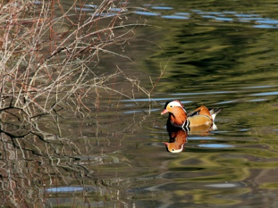 IMG 9589Crop