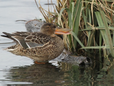 IMG 1673Crop