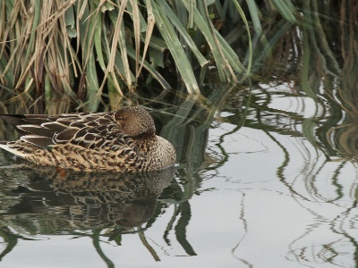 IMG 1674Crop