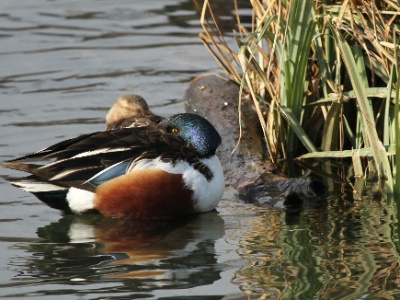 IMG 1732Crop