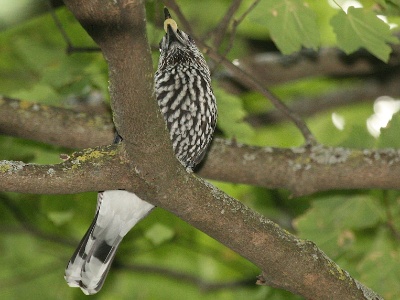 IMG 5424Crop