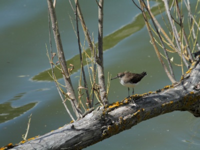 IMG 0151  FR: Chevalier culblanc UK: Green sandpiper DE: Waldwasserl�ufer