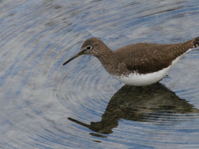 IMG 1288 2Crop