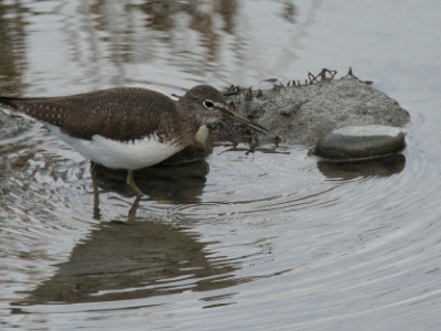 IMG 1377Crop