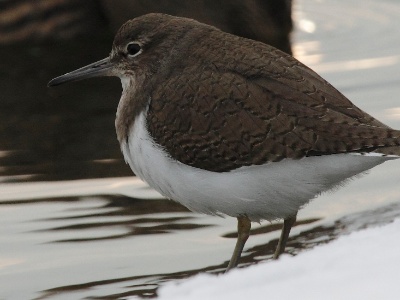 IMG 1025Crop