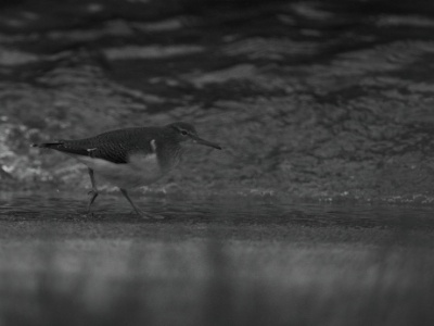 IMG 2817Crop