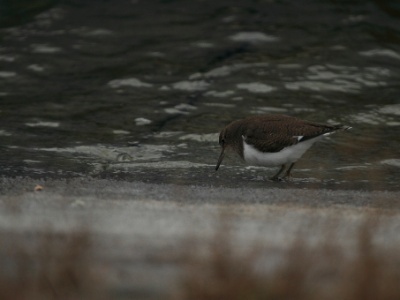 IMG 2824Crop