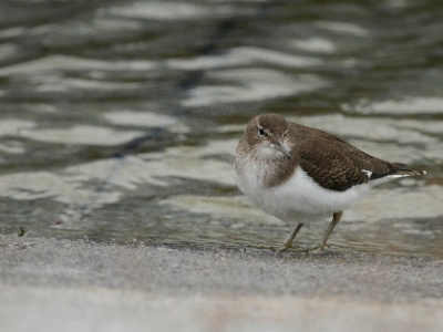 IMG 2832Crop