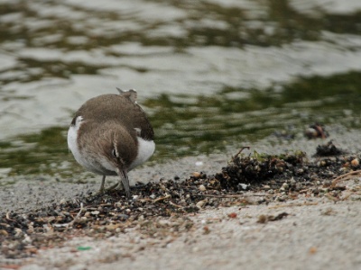 IMG 2860Crop