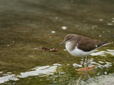 IMG 2870Crop