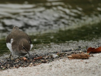 IMG 2872Crop