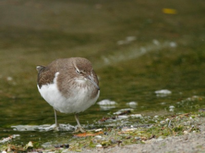IMG 2875Crop