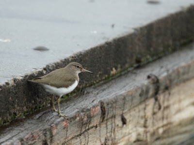 JA8A9804 copy  FRA: Chevalier guignette (Actitis hypoleucos) GRB: Common Sandpiper DEU: Flussuferläufer ESP: andarríos chico ITA: piro-piro piccolo  RUS: Перевозчик CHN: 矶鹬