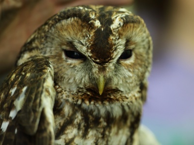 U09A7434 copy  FR: Chouette Hulotte UK: Tawny Owl DE: Waldkauz