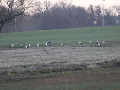IMG 0905  FR: Cygogne Blanche UK: White Stork DE: Weissstorch