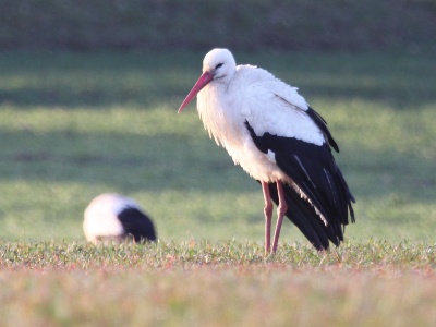 IMG 0931Crop