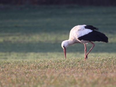 IMG 0935Crop
