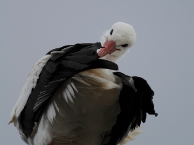IMG 2000Crop