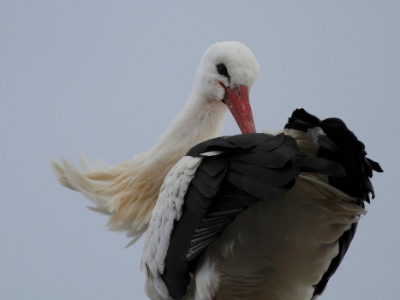 IMG 2002Crop