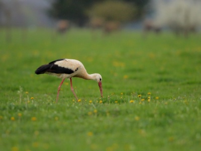 JA8A8910 copy