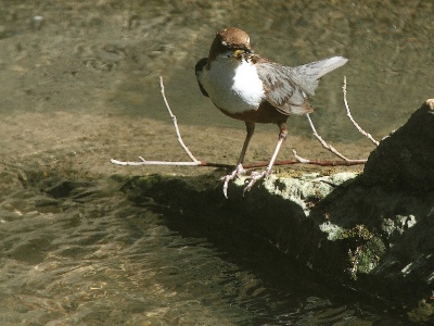 IMG 0046Crop