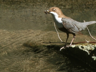 IMG 0050Crop