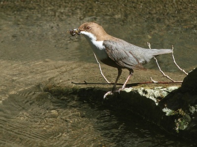 IMG 0051Crop