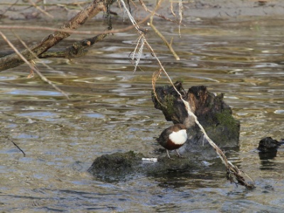 IMG 1635Crop