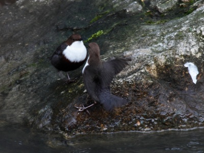 IMG 1842Crop
