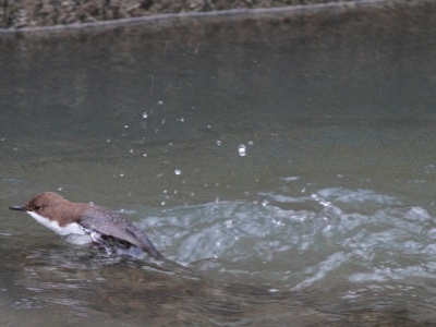 IMG 1852Crop