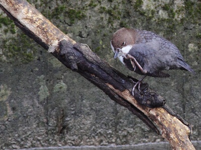 IMG 1866Crop