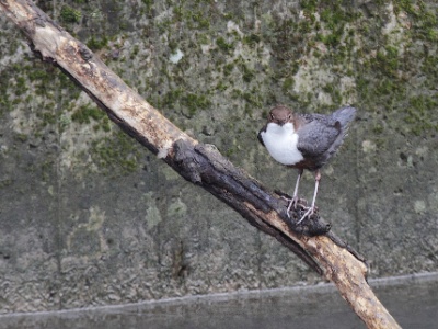 IMG 1883Crop